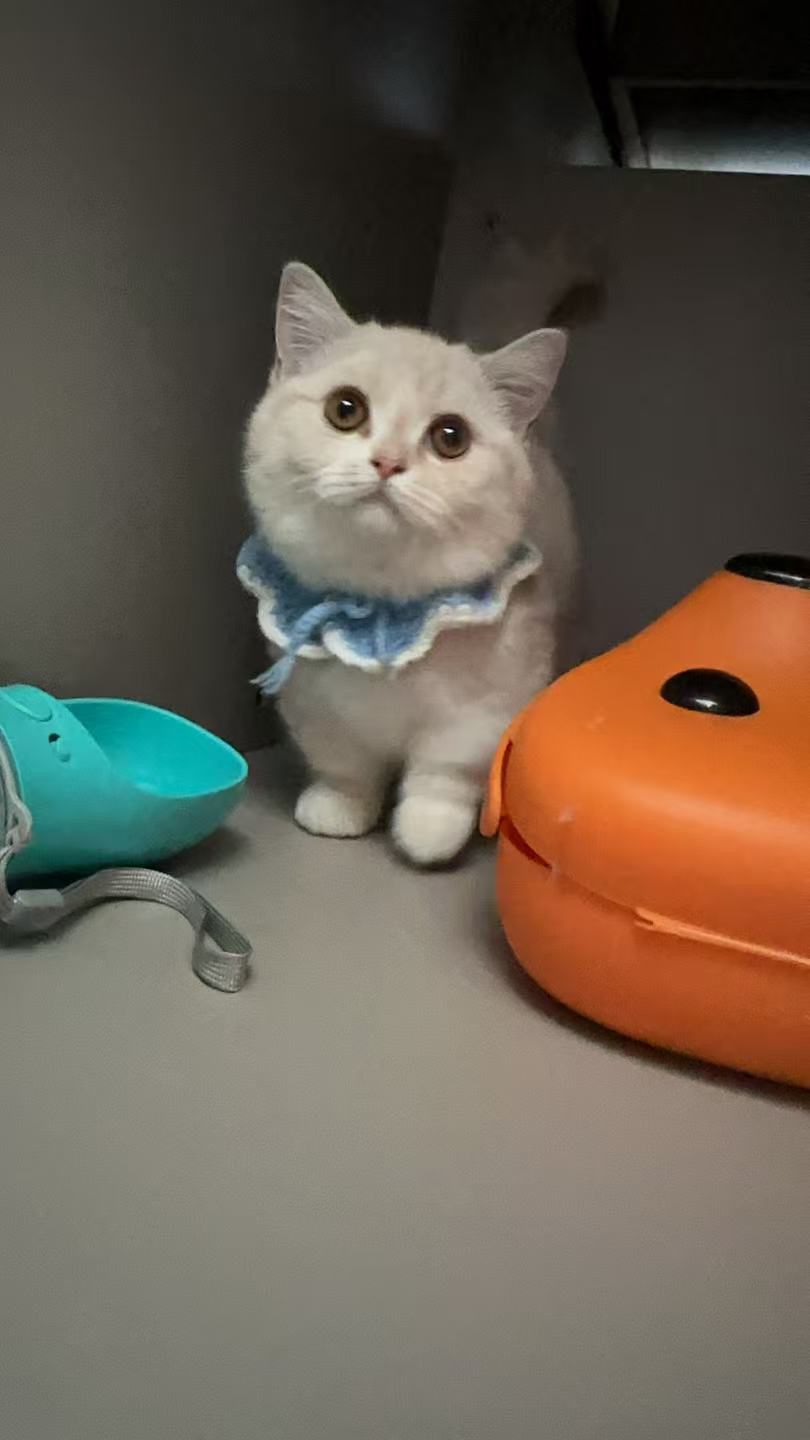 曼基康矮脚猫 妹妹，凯米尔色 胖脸 软糯 贴地飞行