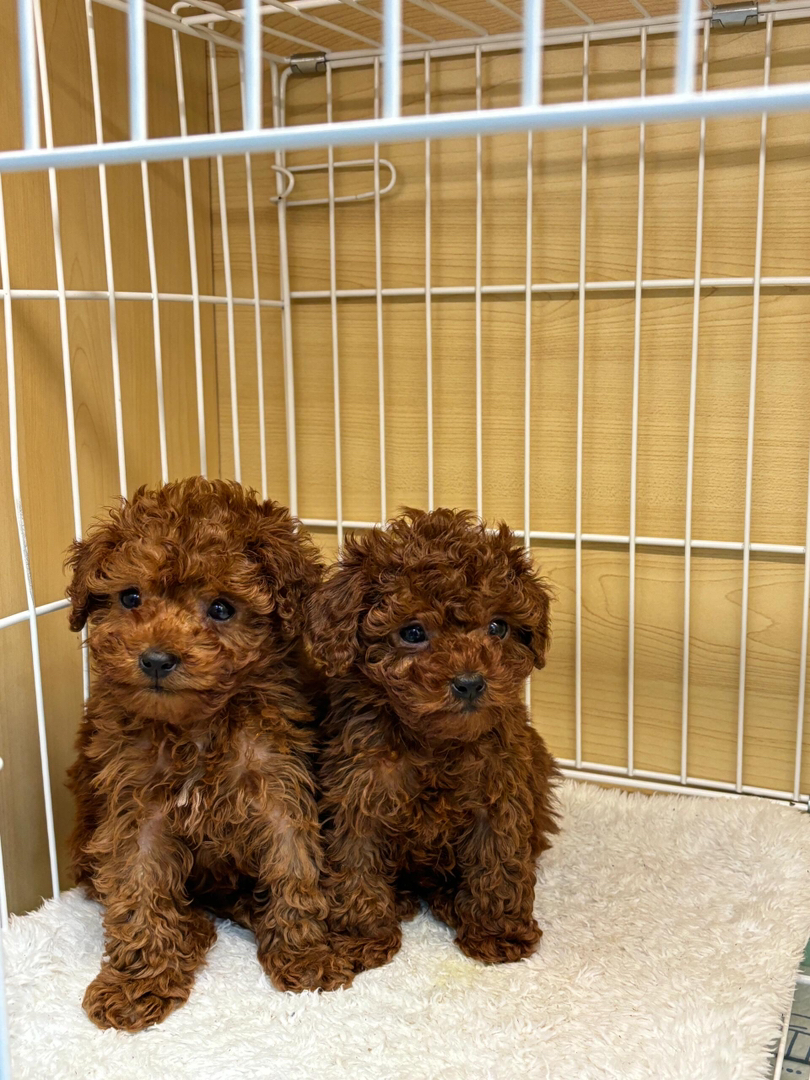 犬舍一首繁育泰迪犬公母都有