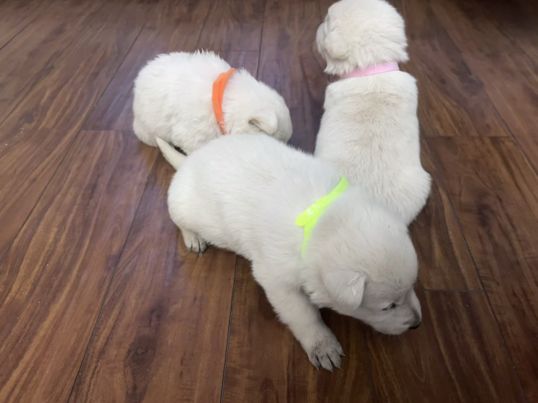 瑞牧幼犬，毛色如雪，聪明伶俐，陪玩好狗