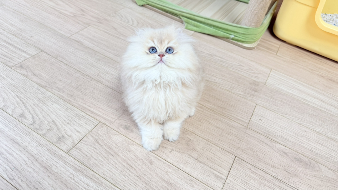 长毛紫金，繁育级 双麻 双12，大体格宽嘴套，大毛量