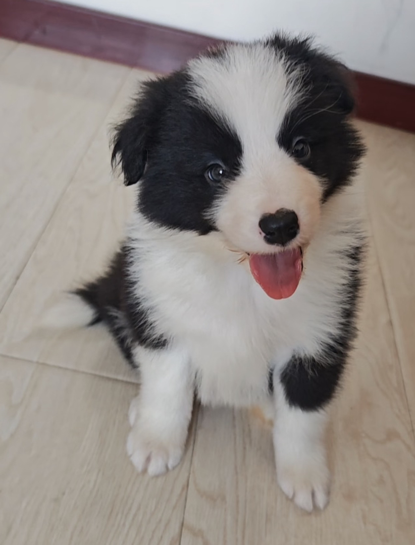 边境牧羊犬