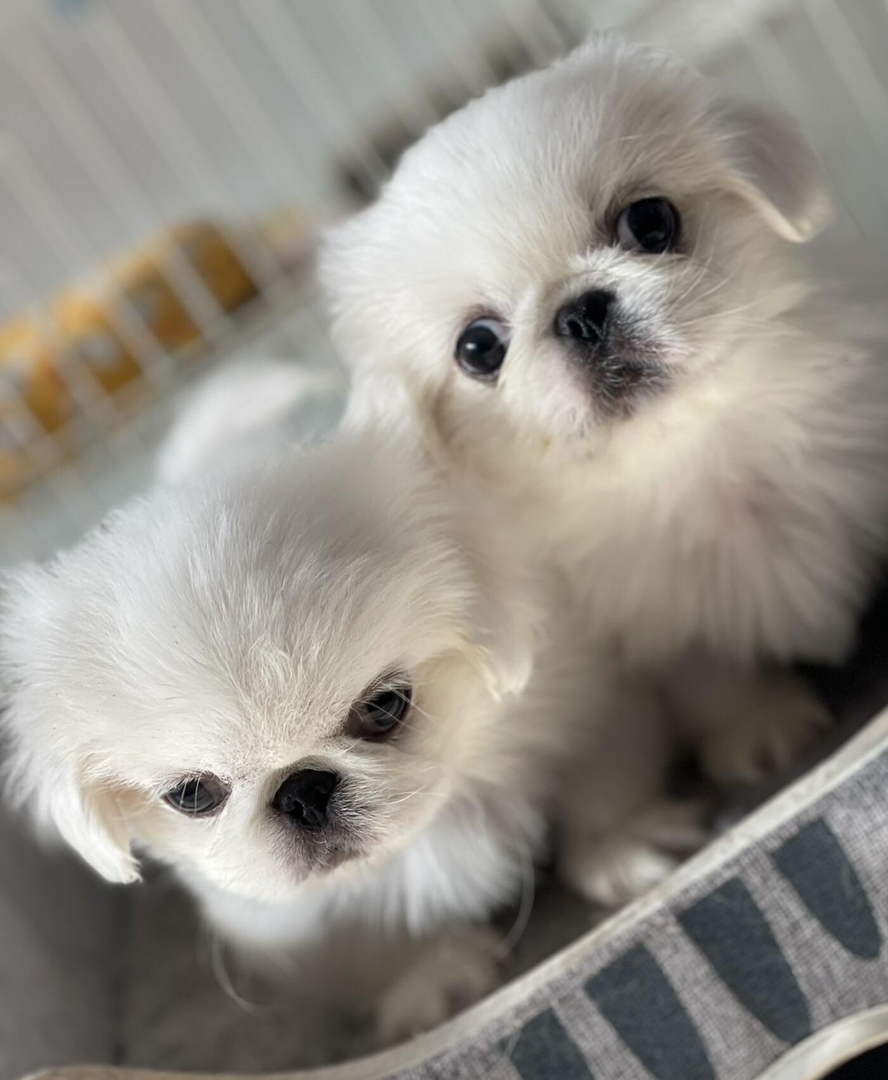 可爱京巴犬幼犬，毛发雪白蓬松，萌态十足惹人爱