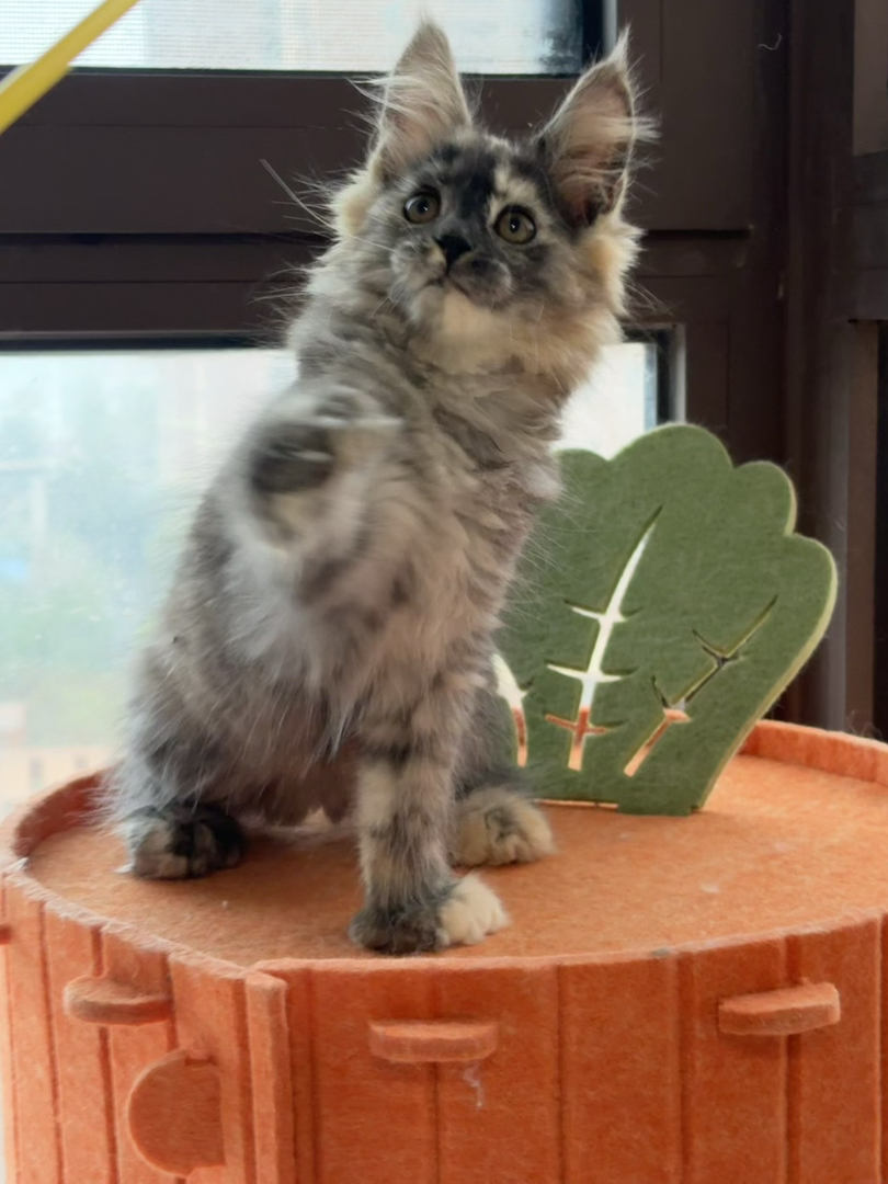 玳瑁大脚缅因妹妹