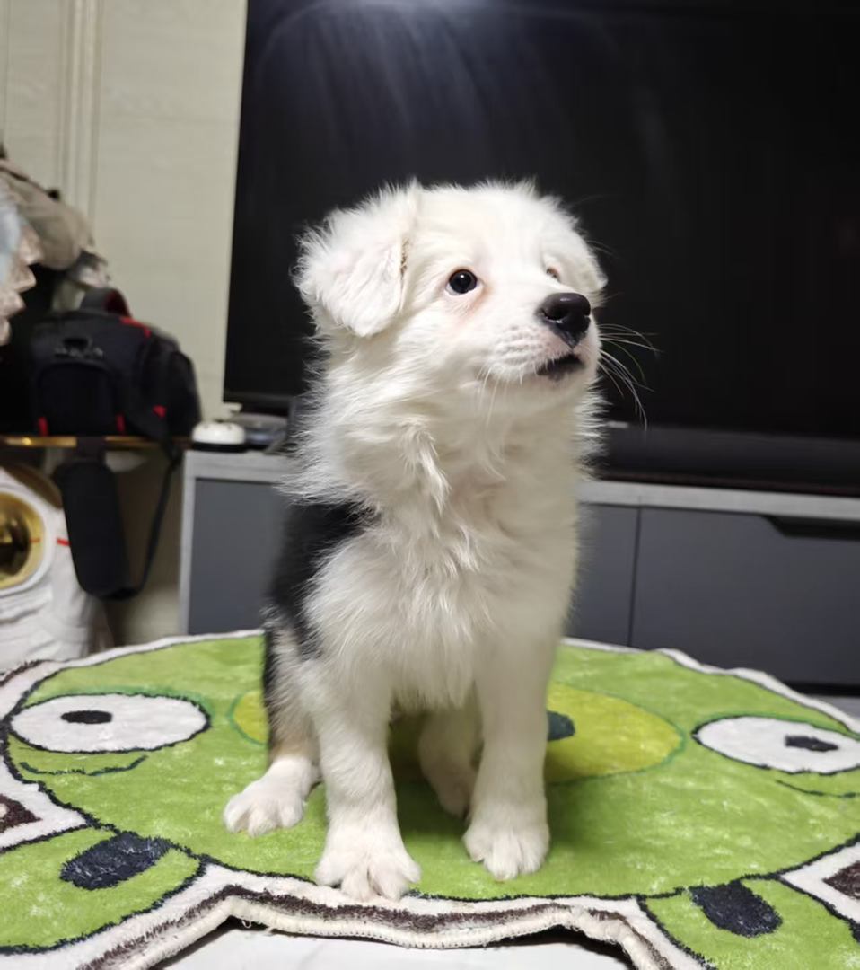 纯种边牧弟弟（请看下方详情介绍）不包运