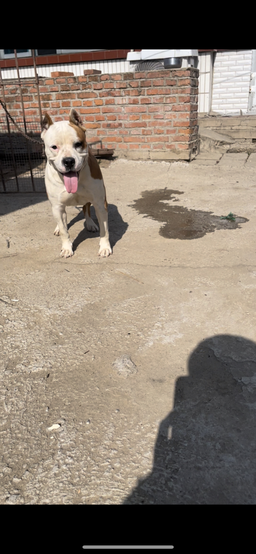 斯塔福幼犬寻有意买家。什么价位都有