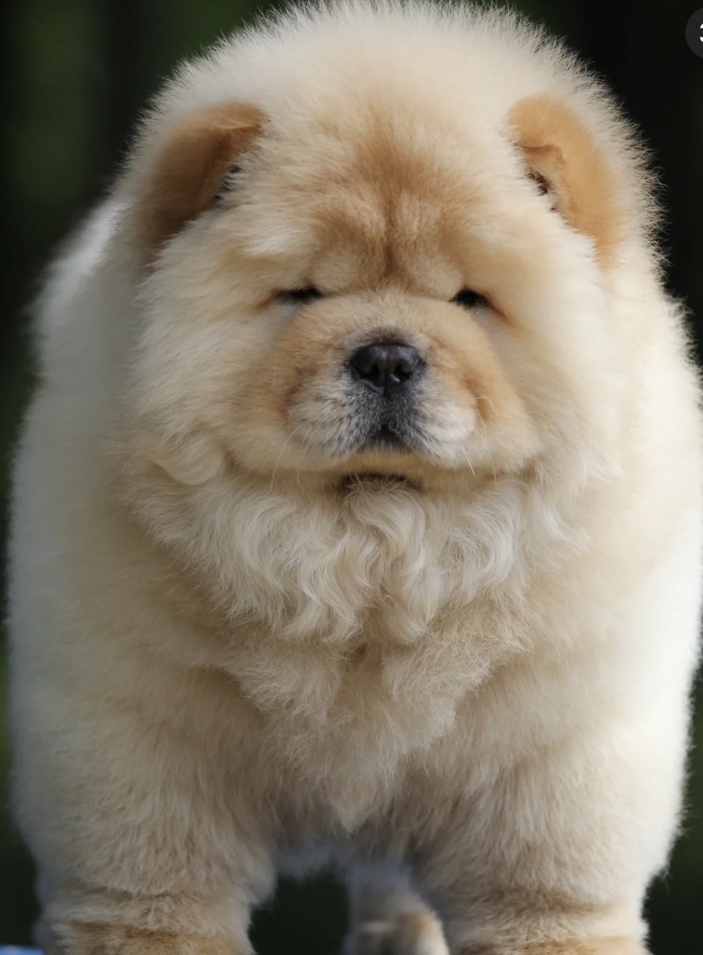 双血统松狮犬❤️带证书芯片