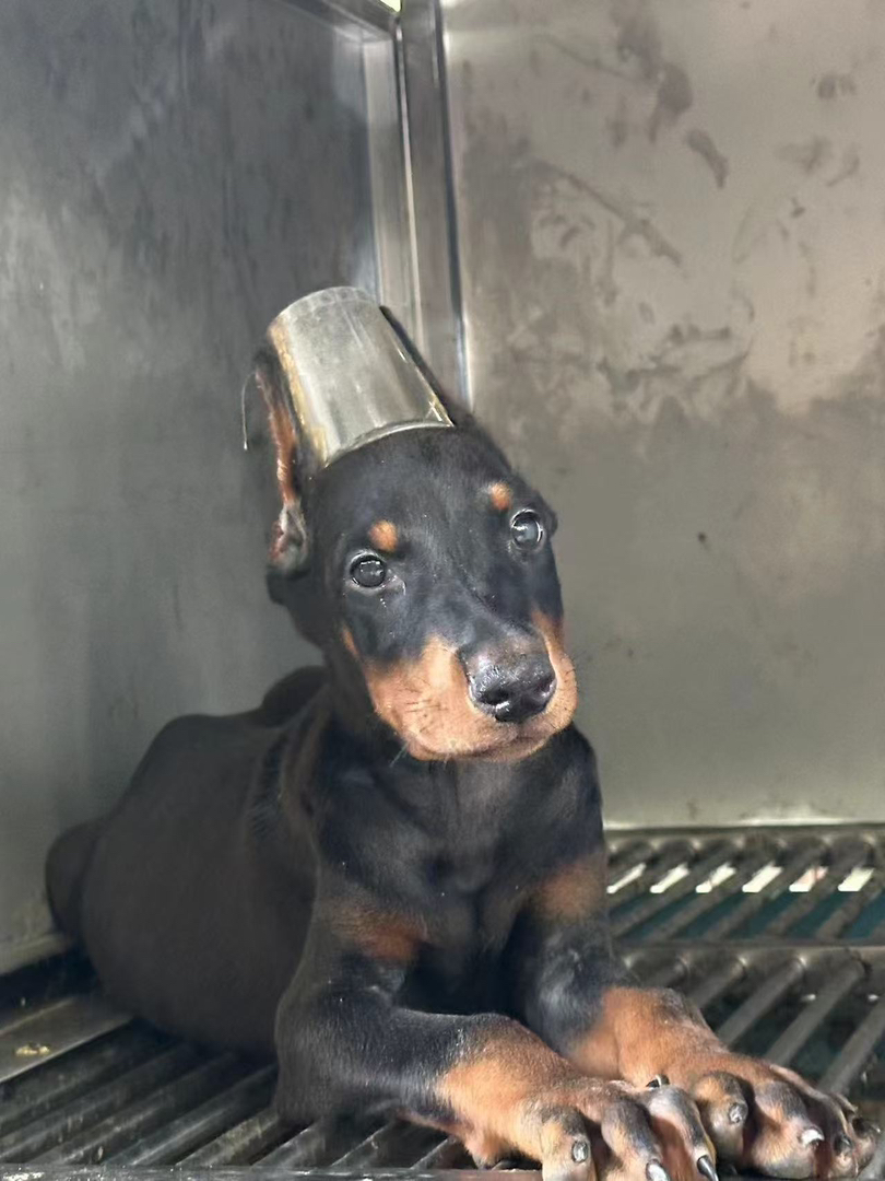 家养杜宾幼犬出售