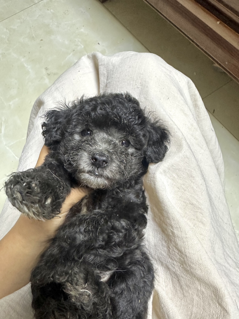 浅灰泰迪弟弟卷毛摇粒绒小狗不掉毛好打理宠物狗幼犬家养可开视频选上门接