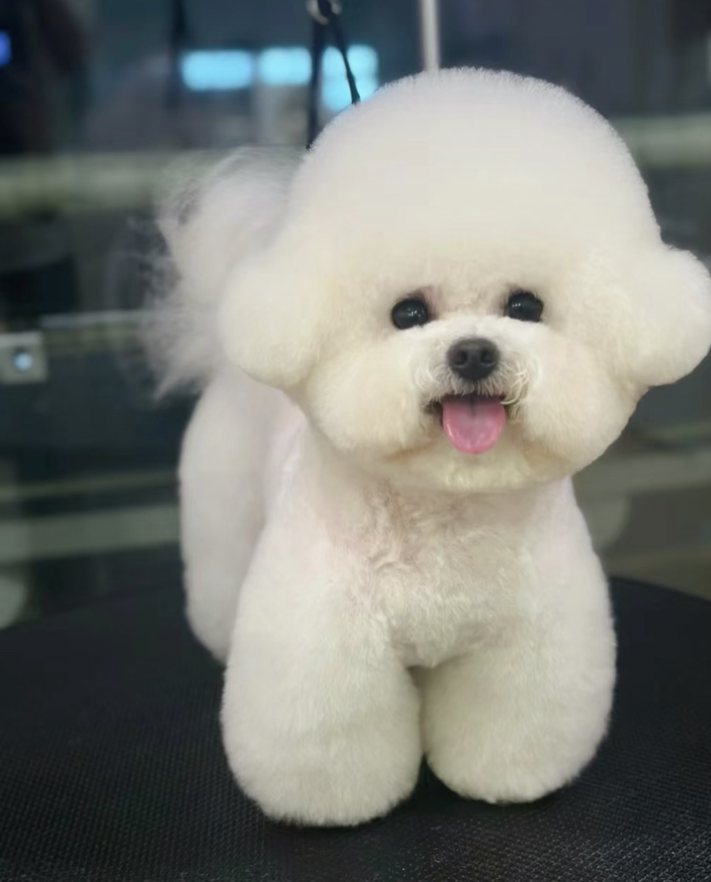 高端爆毛比熊❤️随时发货