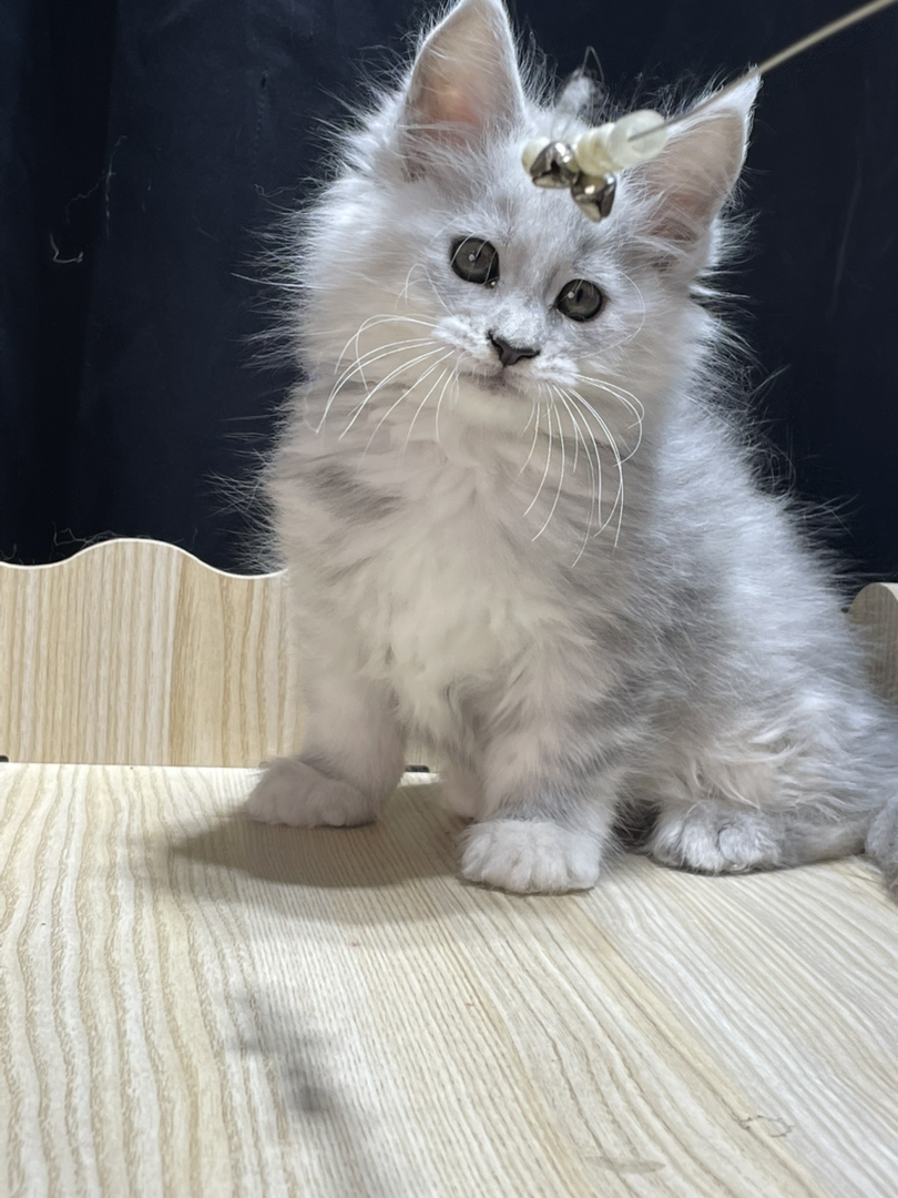 高银妹妹,颜色很浅。和阴影差不多