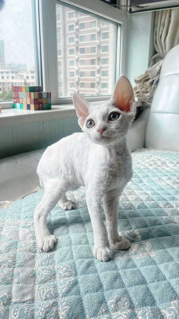 德文卷毛猫，独特卷毛造型，精灵般的可爱猫咪