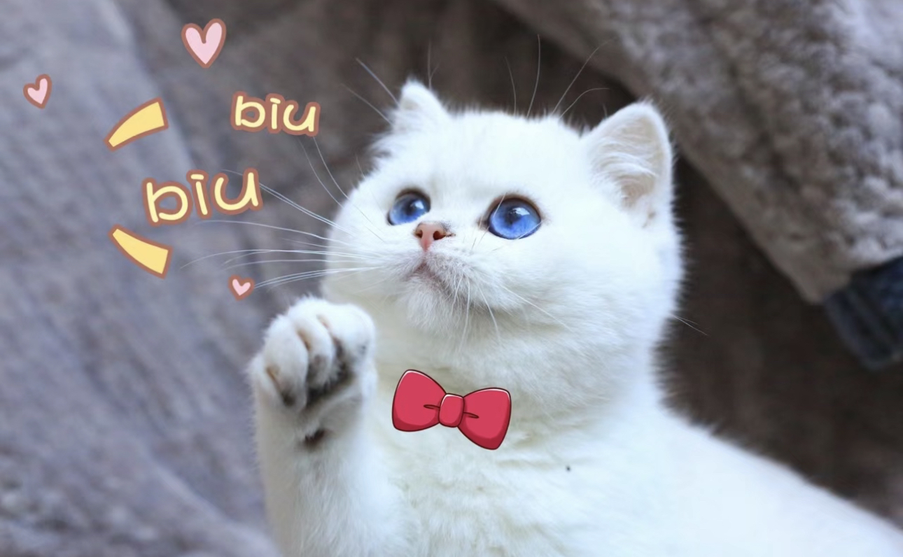 高端大胖脸银点猫咪❤️平台推荐