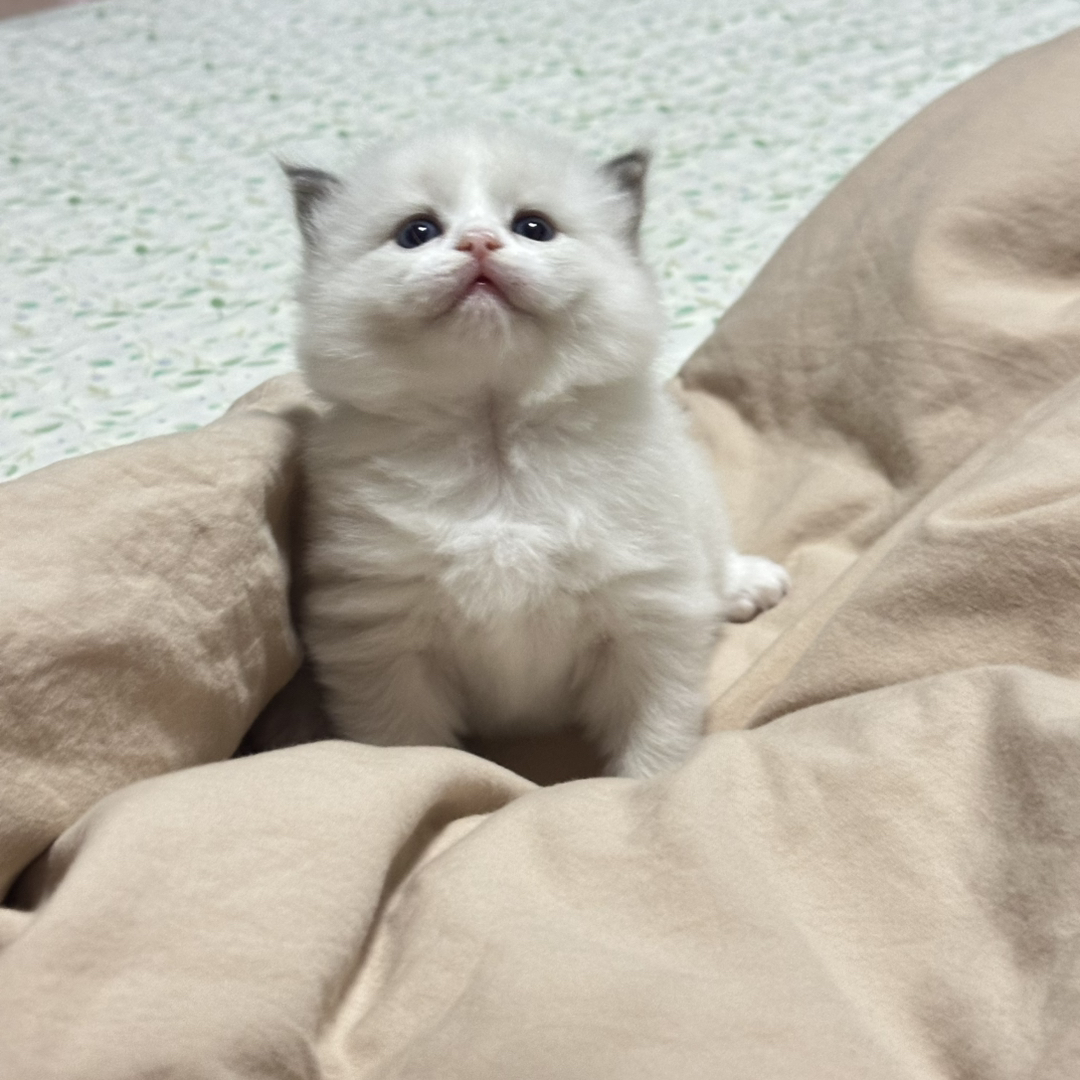 布偶猫，有想要的私信我哈❤️