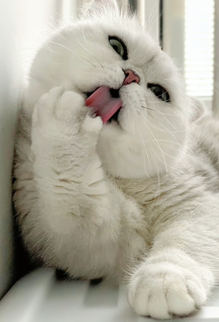 大胖脸银渐层猫咪找新家❤️高端品质