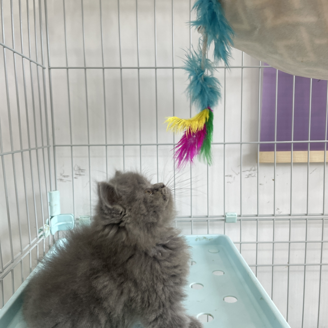 长毛熊版蓝猫 加菲脸无泪痕 三个月母猫