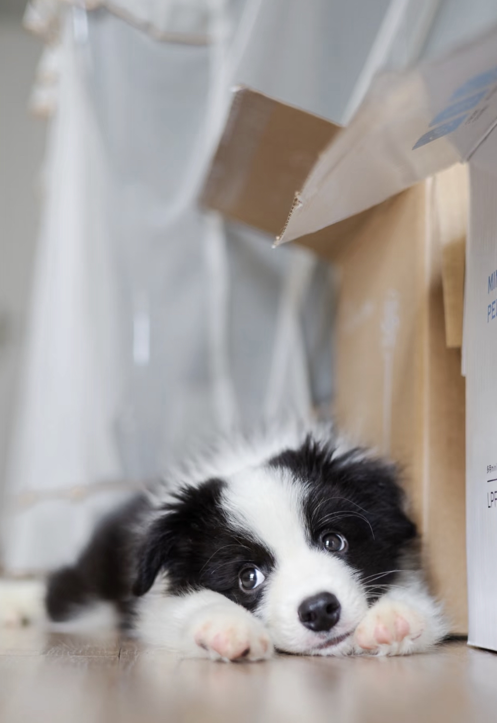 黑白边牧幼犬，颜值爆表超可爱，聪明活泼好伴侣