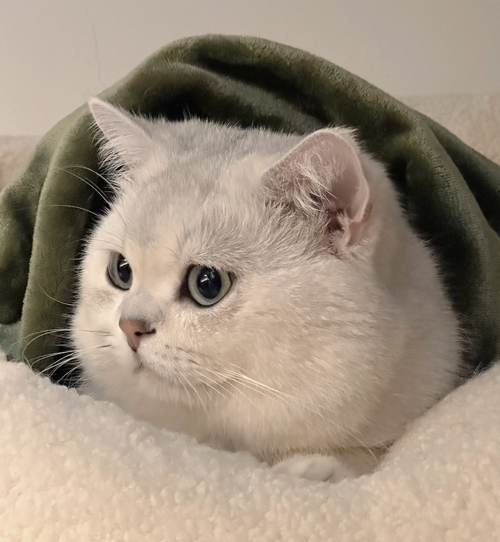 英短银渐层,大眼萌猫,毛软圆润,颜值与可爱并存