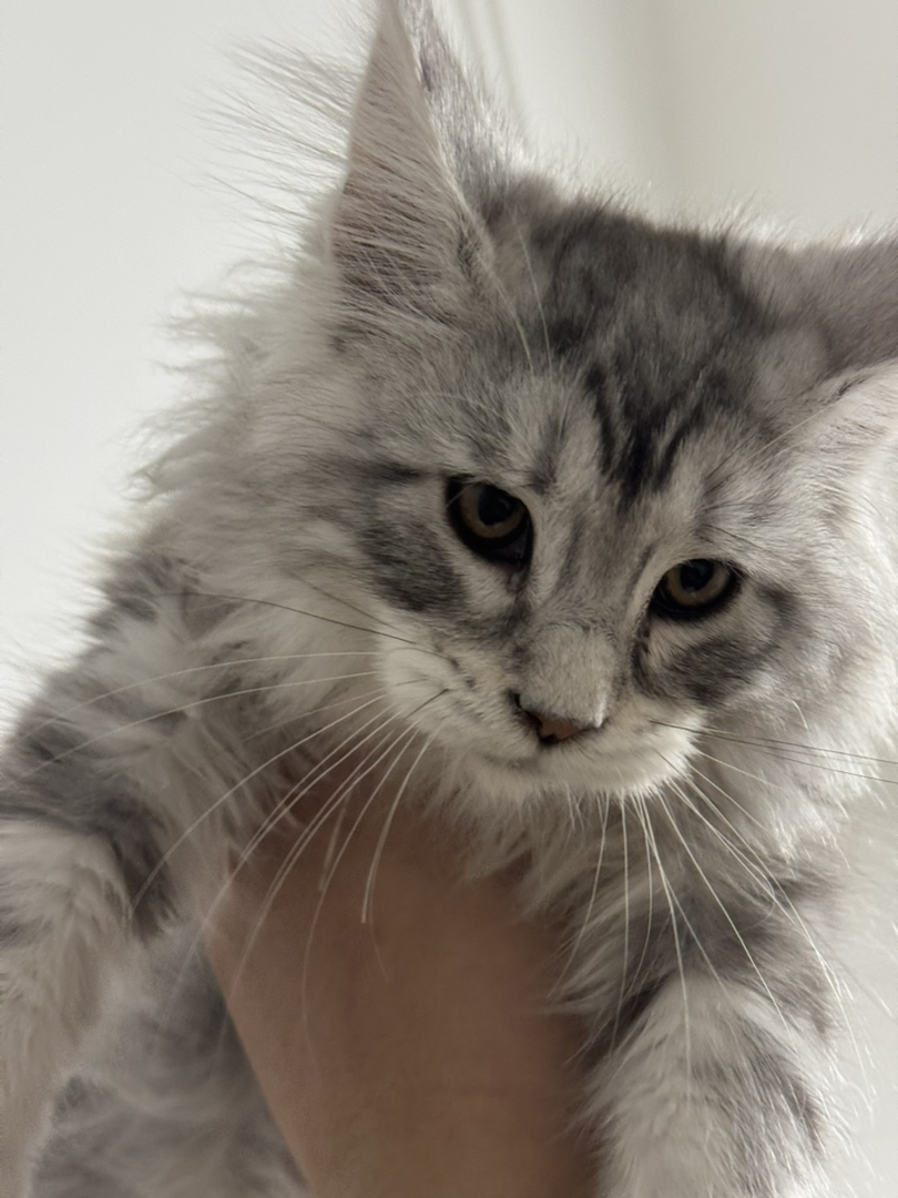 缅因猫
