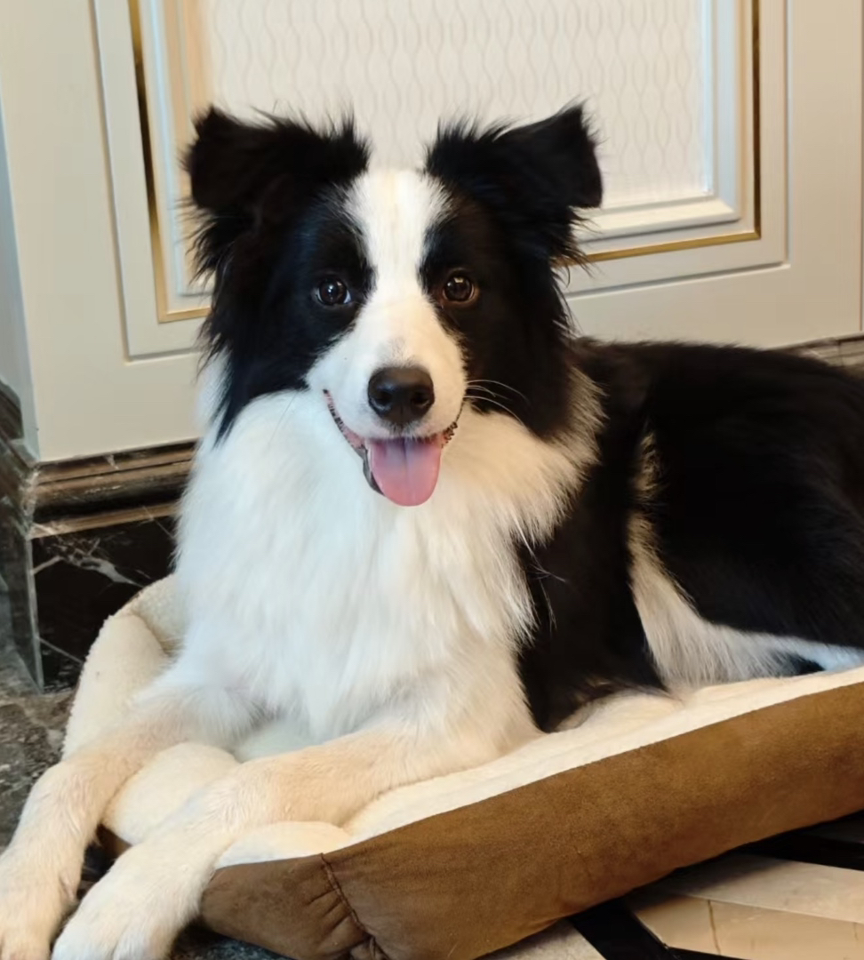 双血统边境牧羊犬