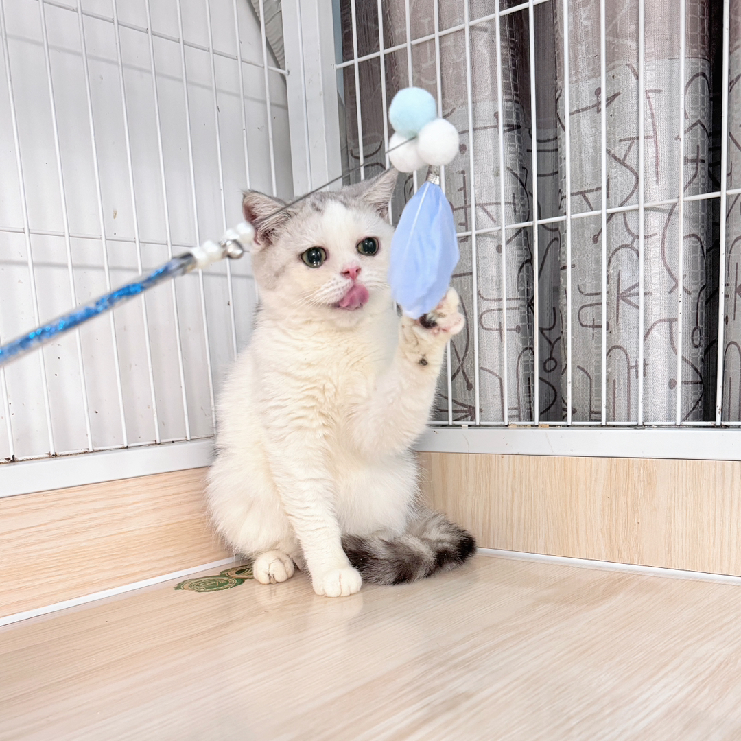 英国短毛猫