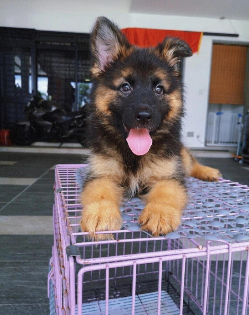 德国牧羊犬幼犬,威风凛凛,忠诚聪明,最佳守护伙伴