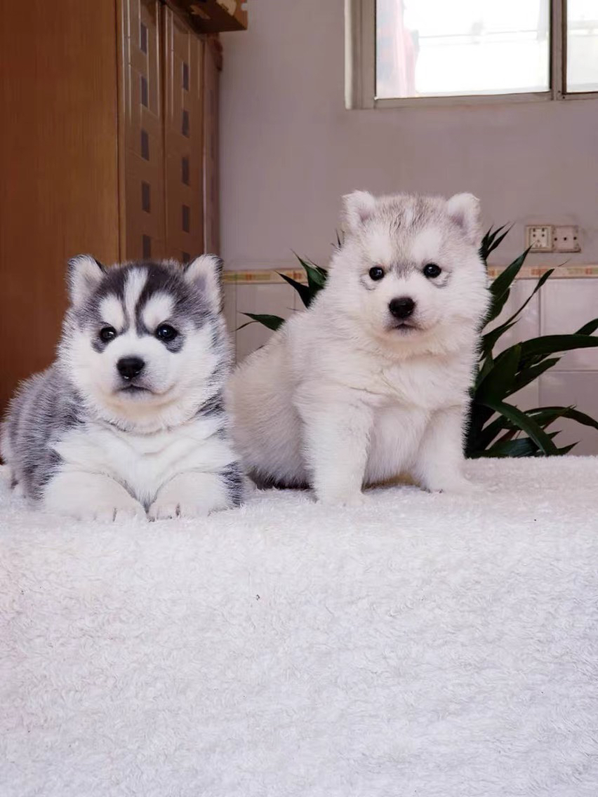 哈士奇(二哈)幼犬,毛蓬眼亮,活泼机敏,家庭萌趣活力伴侣