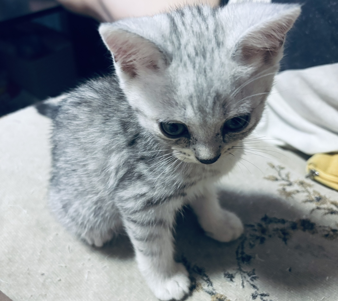 自己家猫生的美国短毛猫，经典虎斑纹，有4只