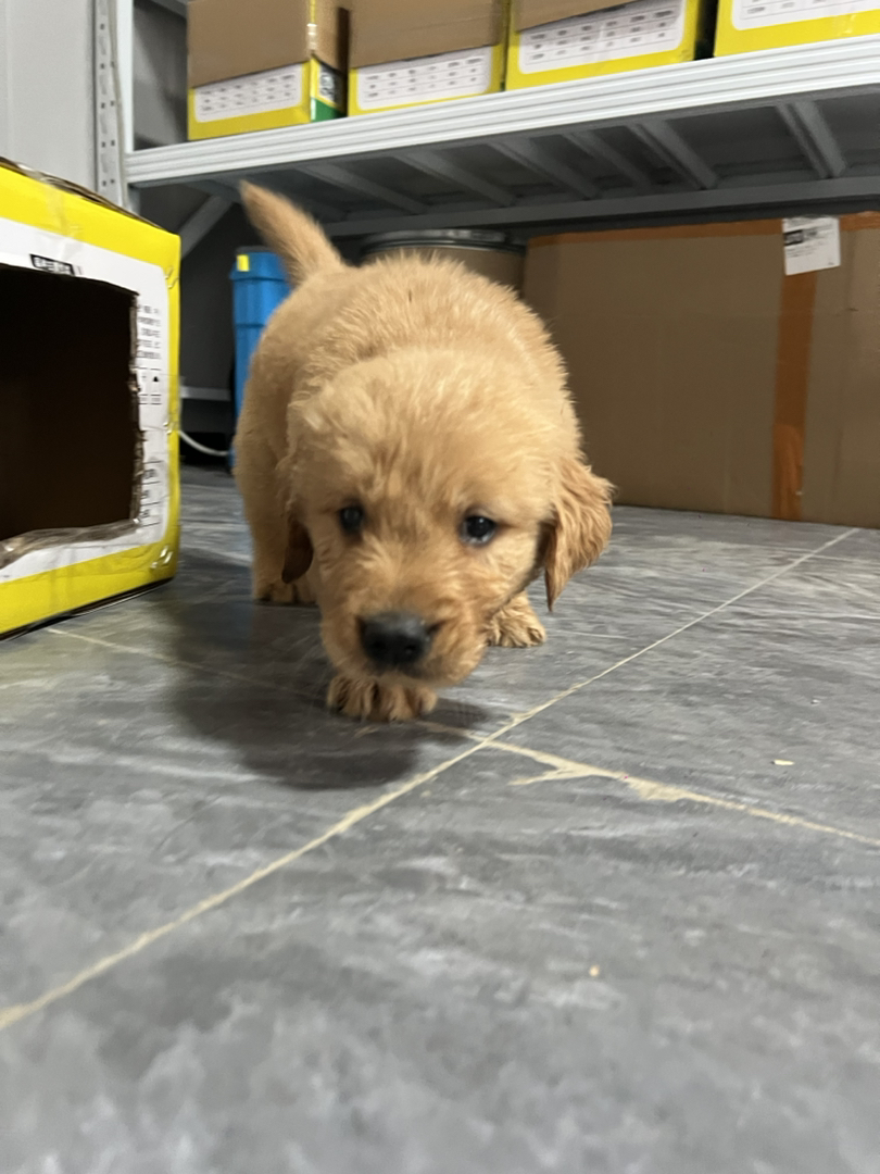 金毛幼犬，双血统，性格温和，聪明粘人