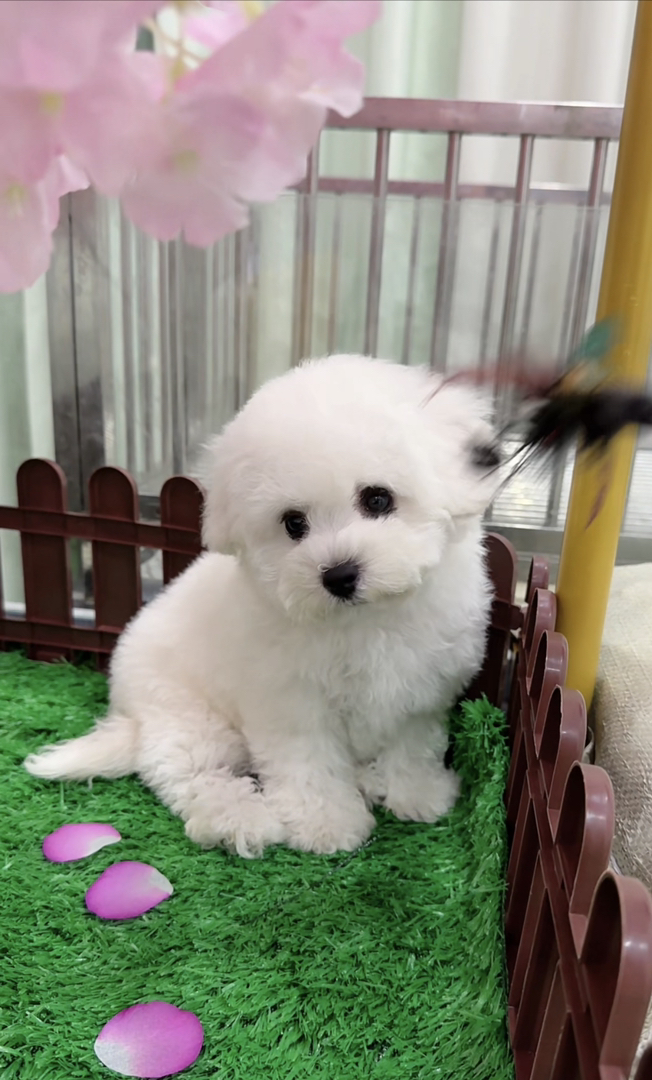 ❤️高端大眼睛双血统比熊犬❤️