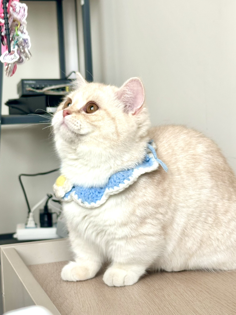 曼基康矮脚猫 妹妹，凯米尔色 胖脸 软糯 贴地飞行