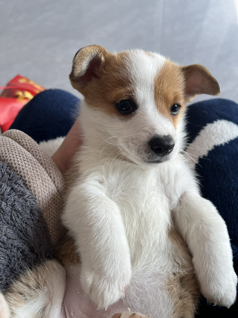 纯种双色小短腿柯基宠物狗🐶