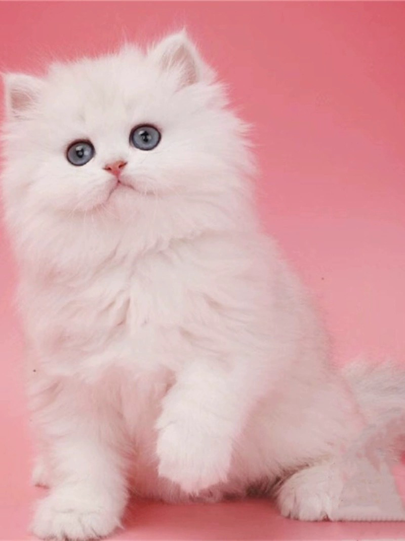 波斯系金吉拉猫猫❤️平台推荐