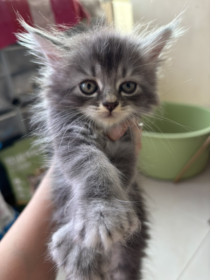 缅因大脚猫