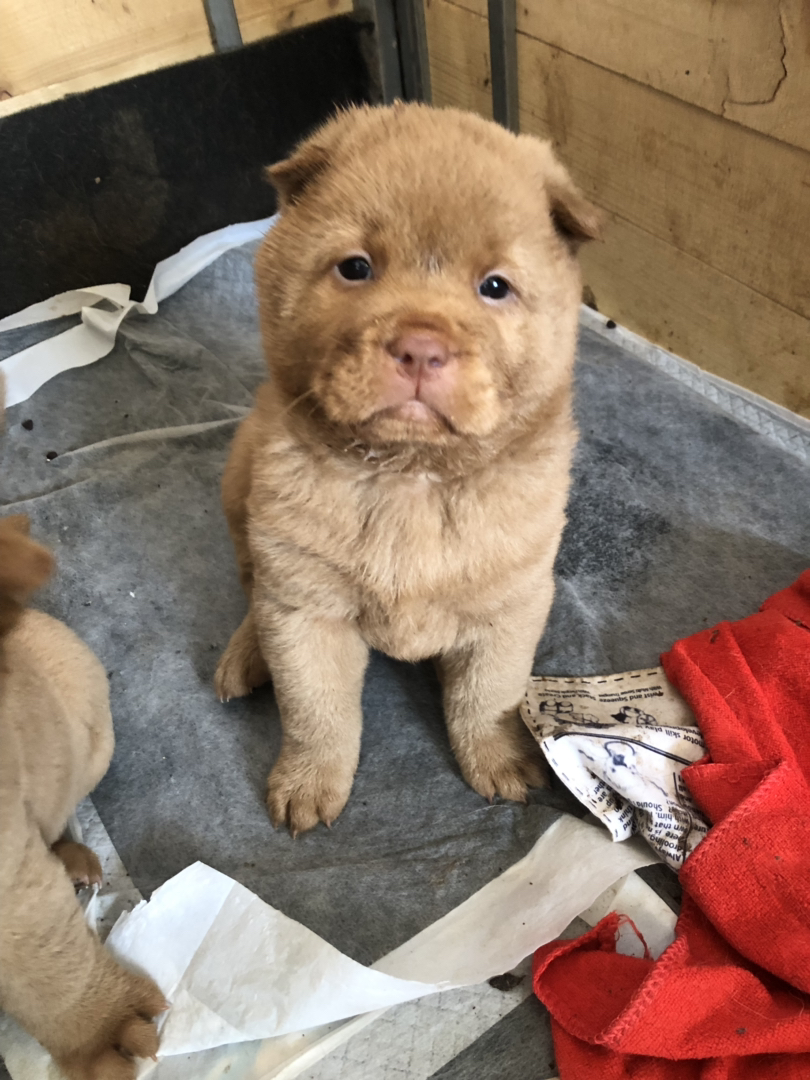 广东五红犬