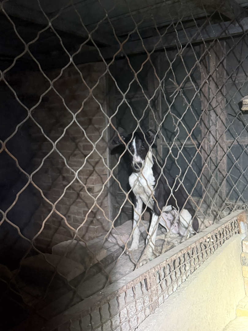 格惠母四个月,成年肩高62