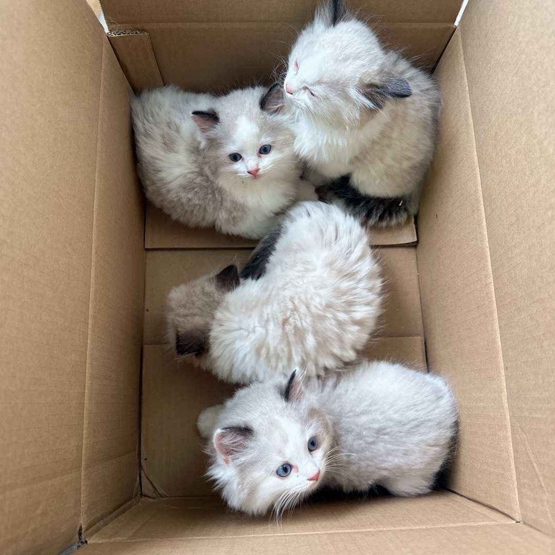 布偶猫