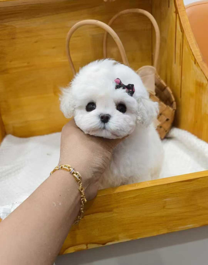 可爱比熊犬，白色卷毛似棉花糖，温顺乖巧萌翻你
