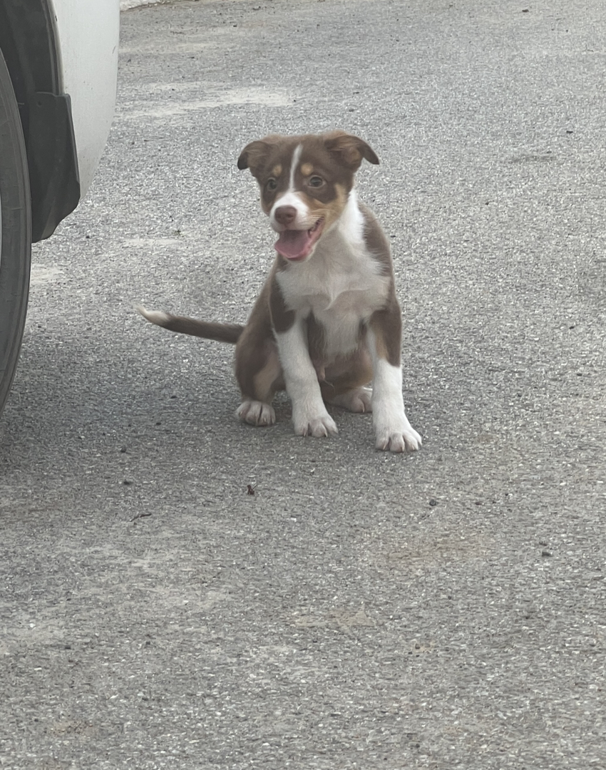 短毛边牧工作犬