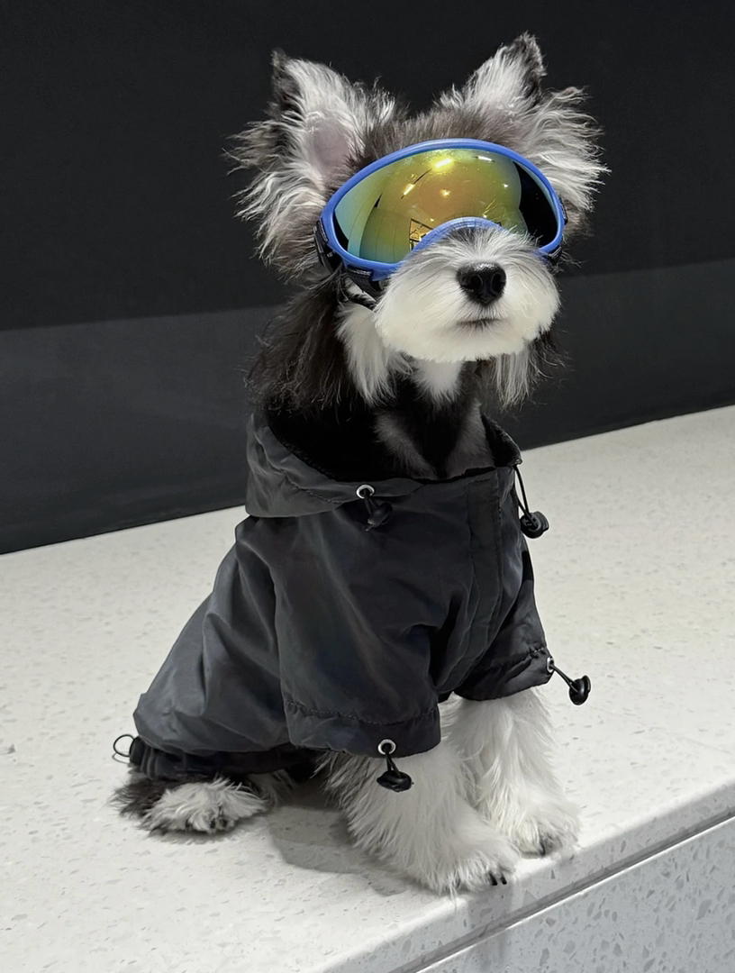 雪纳瑞犬,造型时尚,毛发浓密,个性独特的可爱萌宠
