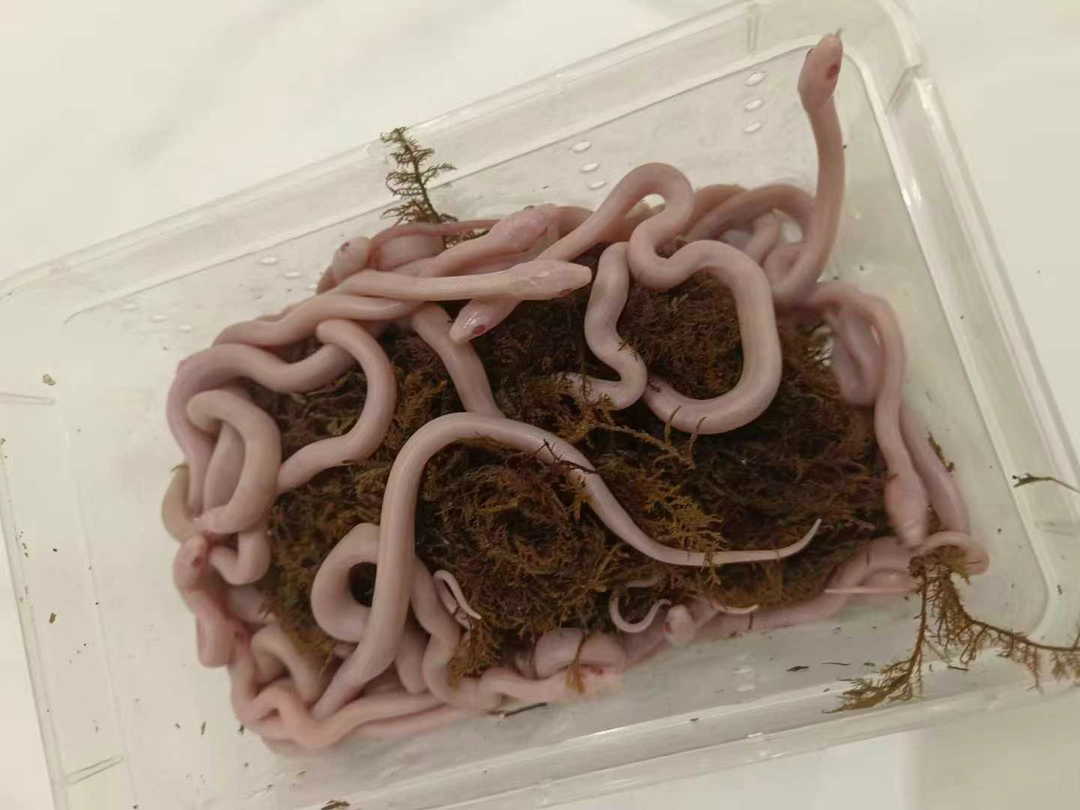 暴风雨 疫苗已打 运输包活