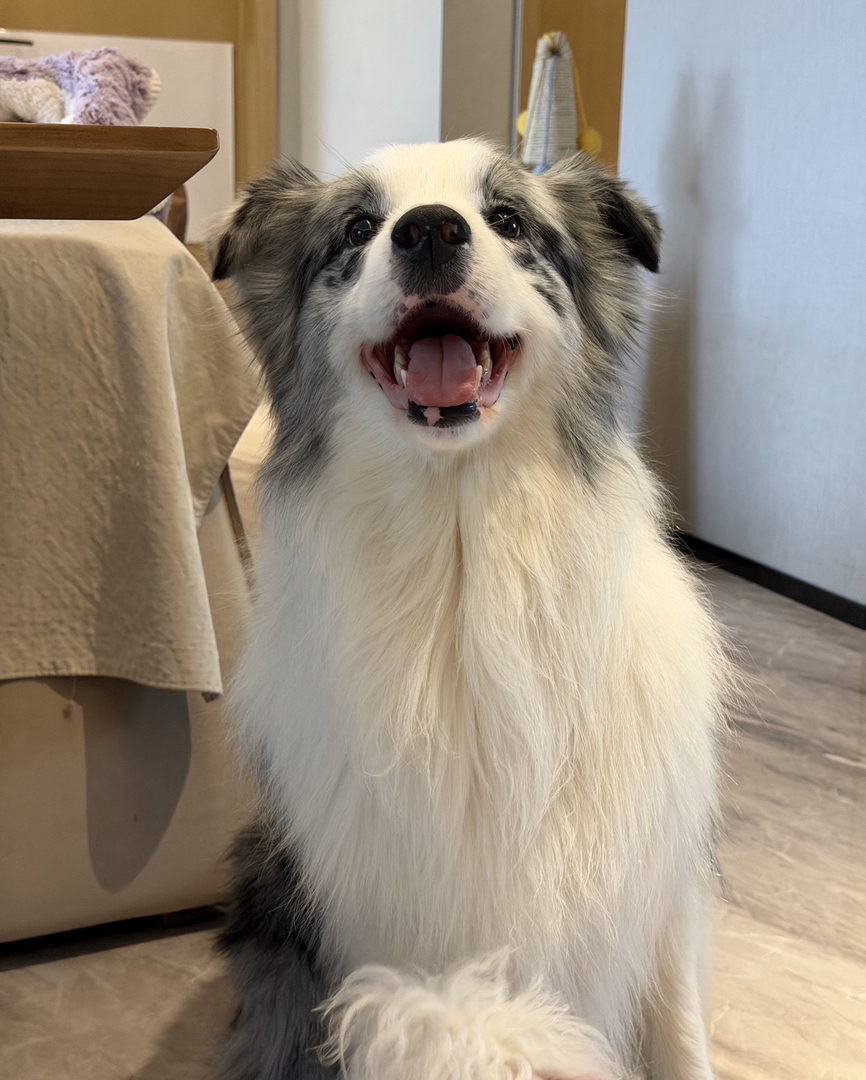 出售边牧,成犬,幼犬都有
