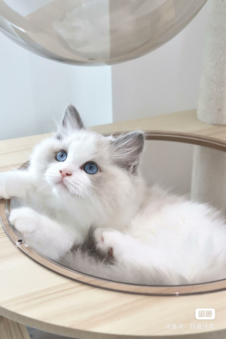 布偶猫