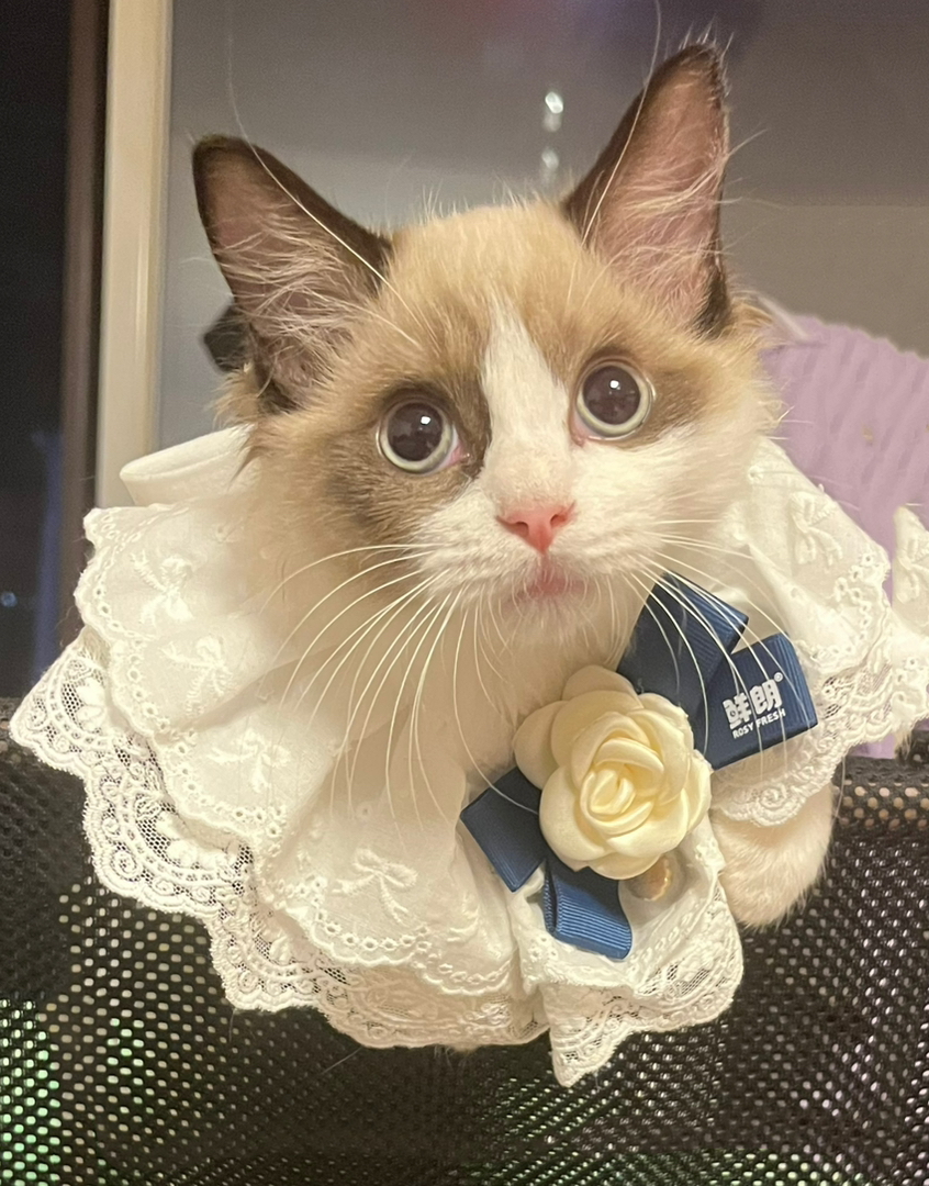 可爱公猫