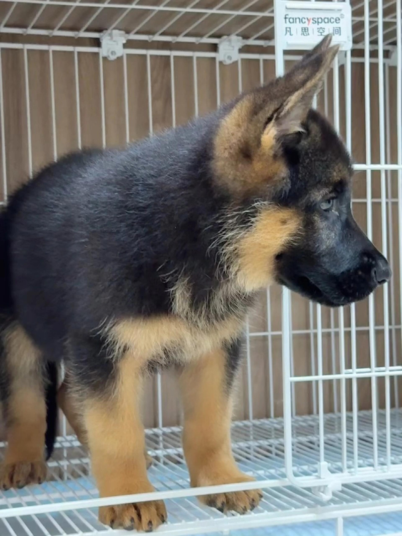德国牧羊犬幼犬,威风凛凛,忠诚聪明,最佳守护伙伴