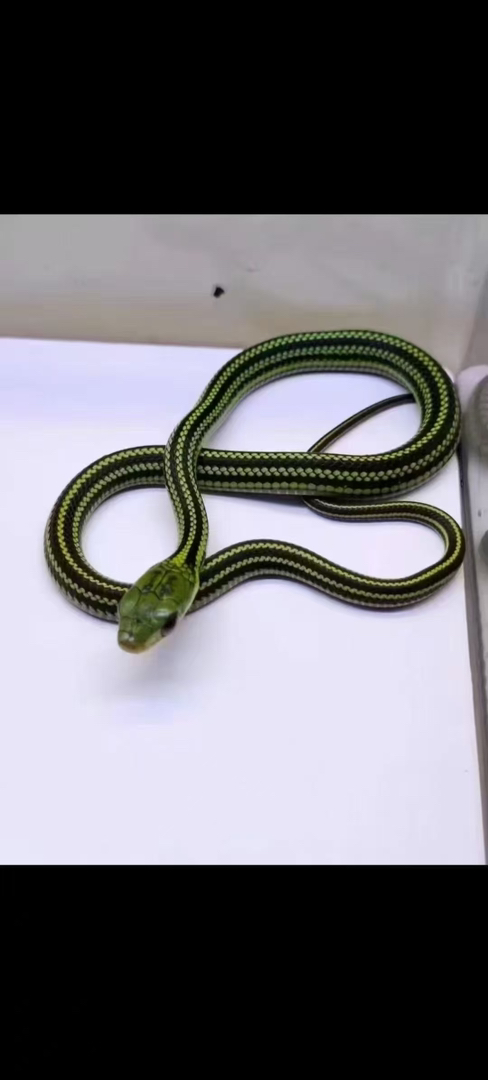 可爱的小蛇蛇88带走不需要加温饲养新手必备蛇