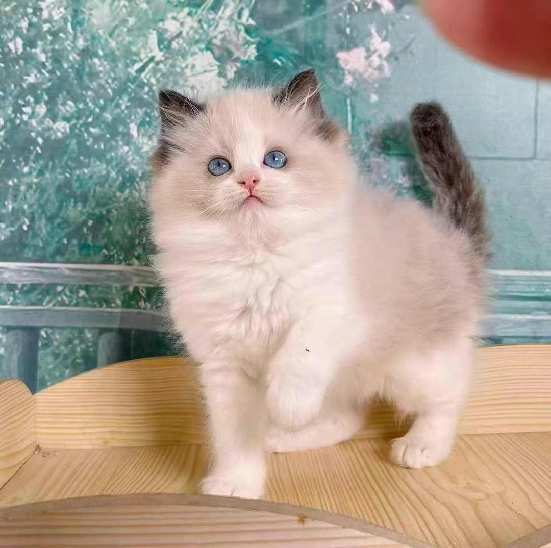 海双布偶 布偶猫幼崽,颜值超高,性格温柔,陪伴你的暖心萌宠
