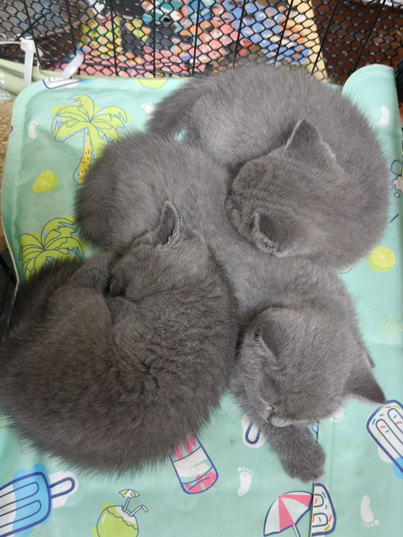 英国短毛猫幼崽,灰毛圆眼超可爱,温顺乖巧萌翻天