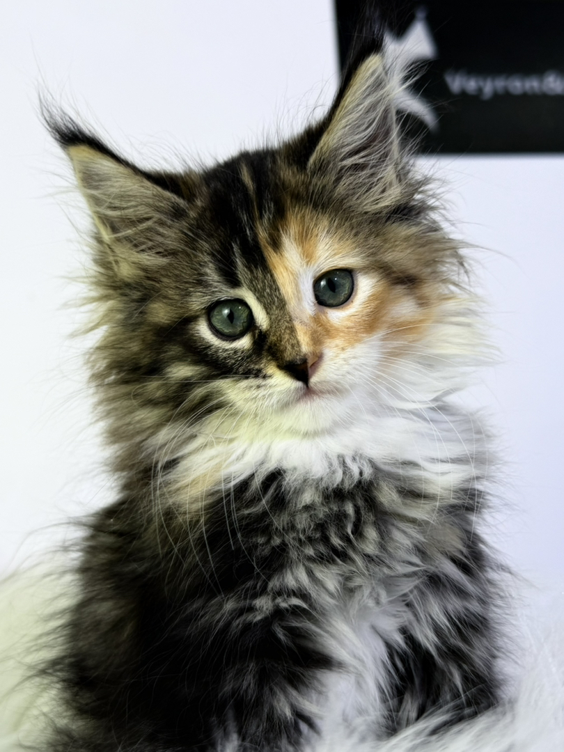 三花缅因 55分阴阳脸稀有