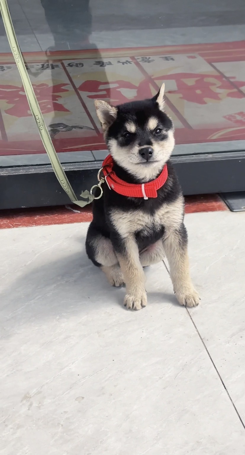 出售纯种中华田园犬，四眼田园犬，五黑犬，五红犬，黄狗白面，四眼犬，土松犬