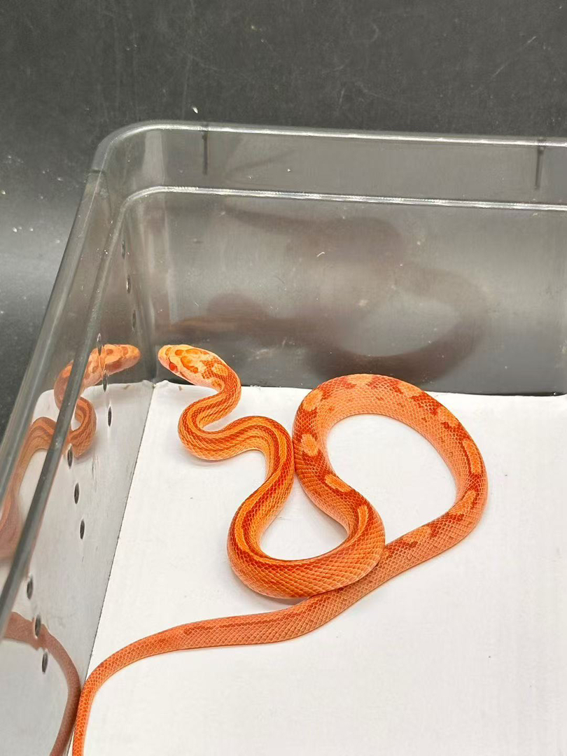 白化圈玉米蛇苗子包邮包活包风险好养适合新手12.7g稳冻